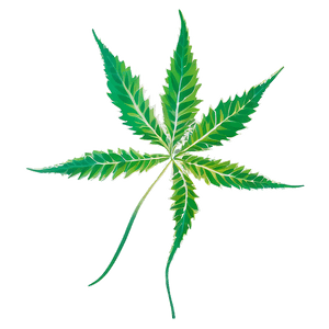 Weed Leaf PNG 05032024 PNG image with transparent background
