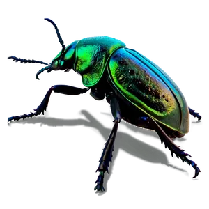 Weevil Beetle Graphic Png 06292024 PNG Image