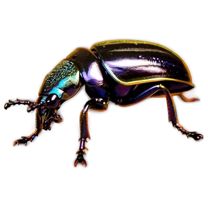 Weevil Beetle Graphic Png 83 PNG Image