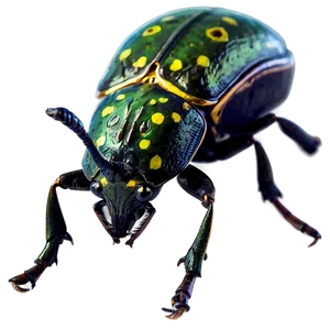 Weevil Beetle Graphic Png Nfd77 PNG Image