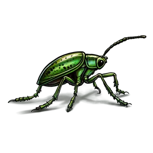 Weevil In Nature Background Png Dsa23 PNG Image