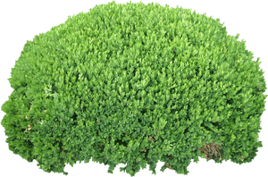 Bushes Png Image Free Download, Bush Png - Bush Transparent, Png Download PNG with transparent background