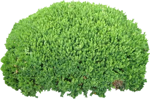 Well Manicured Green Shrub Isolated PNG Image