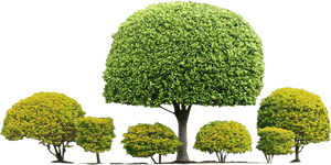 Transparent Shrub Png - Topiary Shrub Png, Png Download PNG with transparent background