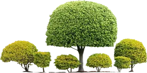 Well Manicured Shrubbery Collection PNG Image