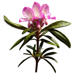 West Virginia State Flower Rhododendron Png Btv PNG Image