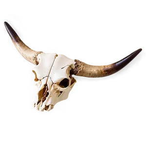 Western Cow Skull Graphic Png Ihk PNG Image