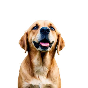 Wet Dog Nose Detail Png 96 PNG Image