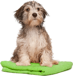 Dog Bath Png Transparent Dog Bath - Dog Bath Png, Png Download PNG image with transparent background