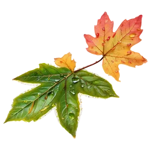 Wet Fallen Leaves After Rain Png Kda PNG Image