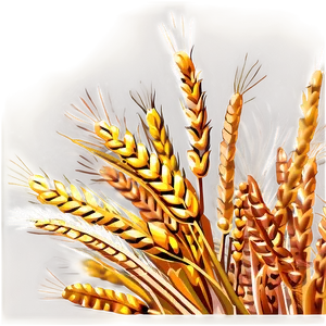 Wheat Field A PNG Image