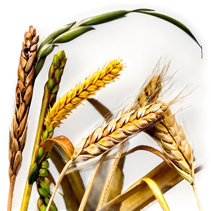 Wheat Field D PNG Image