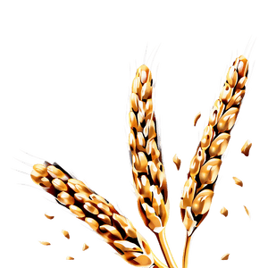 Wheat Grain Close-Up PNG 53 PNG image with transparent background