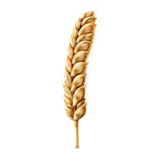 Wheat Grain Close-Up PNG 81 PNG image with transparent background