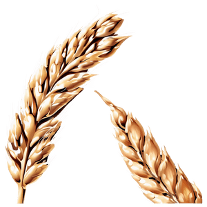 Wheat Grain Close-Up PNG kbr PNG image with transparent background