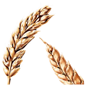 Wheat Grain Close-up Png Kbr PNG Image