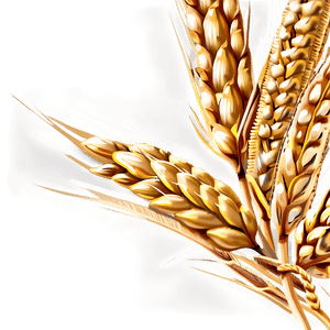 Wheat Grain Close-Up PNG nov7 PNG