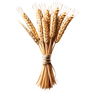 Wheat Sheaf Bundle PNG 05252024 PNG