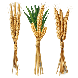 Wheat Sheaf Bundle PNG dul PNG
