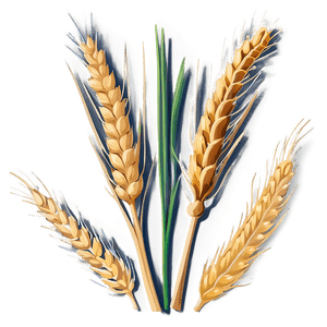 Wheat Sheaf Bundle PNG rid PNG