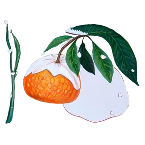 Whimsical Clementine Drawing Png Tep77 PNG Image