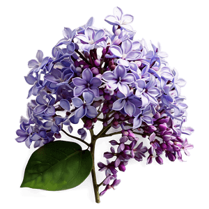 Whispering Lilac PNG 30 PNG with transparent background