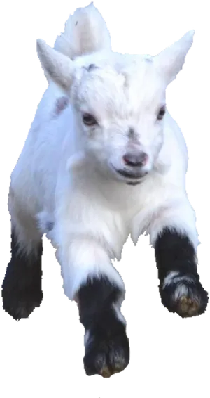 White Baby Goat Black Hooves PNG Image