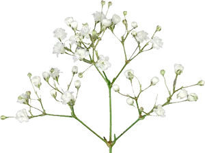 White Baby's Breath Flowers Black Background PNG Image