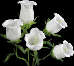 White Bell Shaped Flowers Black Background PNG image with transparent background