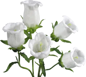 White Bell Shaped Flowers Black Background PNG Image