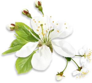 White Blossom Black Background PNG Image