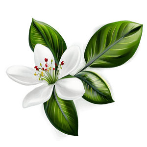 White Blossom Flower PNG atv25 PNG image with transparent background