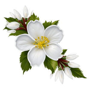 White Blossom Flower PNG ywj PNG image with transparent background