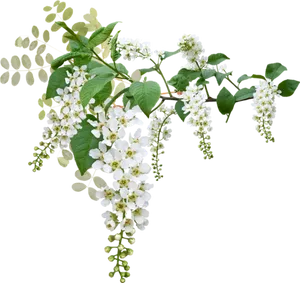 White Blossoming Branches.png PNG Image