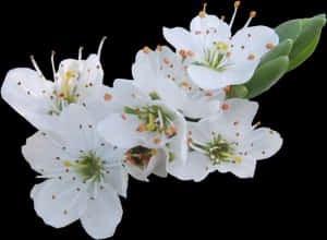 White Blossoms Transparent Background PNG image with transparent background