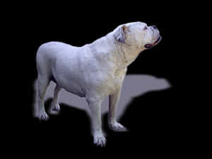 White Bulldog Profile Black Background PNG image with transparent background