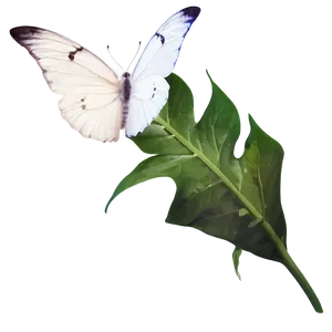 White Butterfly Graphic Png Cqi2 PNG Image