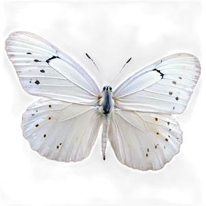 White Butterfly On White Png Awr71 PNG Image