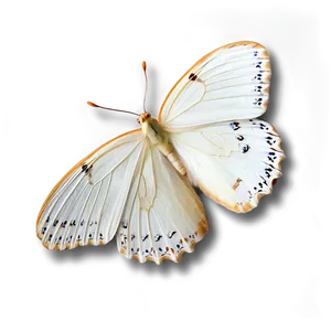 White Butterfly On White Png Fql33 PNG Image