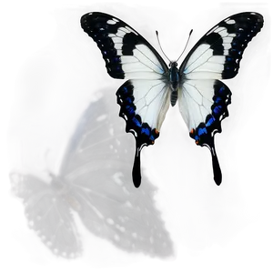 White Butterfly With Black Spots Png Pvc80 PNG Image