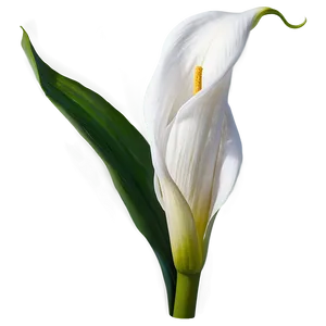 White Calla Lily Png Wvd PNG Image