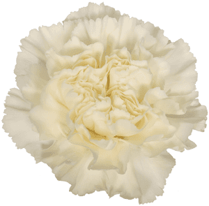 White Carnation Png, Transparent Png PNG image with transparent background