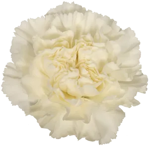 White Carnation Flower Isolated PNG Image