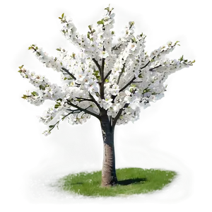 White Cherry Tree Png 06212024 PNG Image