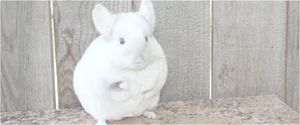 White Chinchilla Wooden Backdrop PNG Image