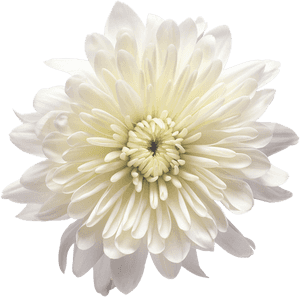 White Chrysanthemum Flower Png, Transparent Png PNG image with transparent background