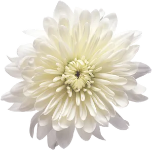 White Chrysanthemum Flower Isolated PNG Image