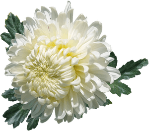 Chrysanthemum, White, Flower, Plant, Garden, Summer - White Chrysanthemum Flowers Png, Transparent Png PNG image with transparent background