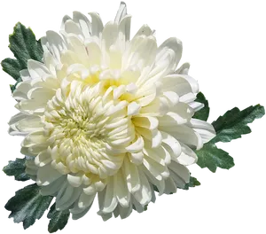 White Chrysanthemum Flower Isolated PNG Image