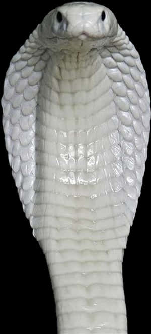 White Cobra Head Raised PNG image with transparent background